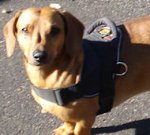 Dachshund Harness-Custom Small Dog Harnesses-Taksa Dog Harness