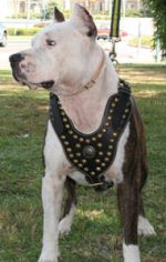 Royal Dog Harness - Exclusive Design Studded Leather Harness