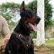 Agitation/Protection Leather Dog Harness for Doberman Pinscher