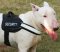 Bull Terrier All Weather Reflective dog harness- BT dog harness