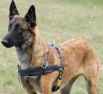 Tracking/Pulling Leather Dog Harness-Malinois harness