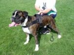 Nylon Multi-Purpose Dog Harness for Tracking/Pulling-Boxer Dog