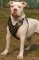 Studded Walking Dog Harness for American Bulldog