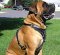 Big Exclusive Padded Leather Dog Harness for Mastiff mix