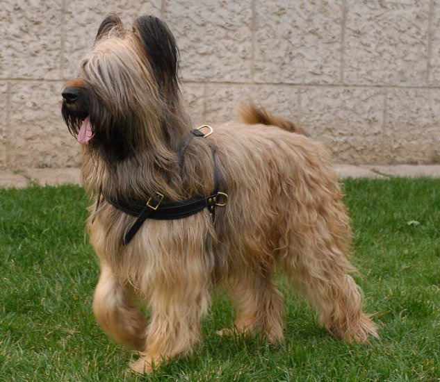 Tracking/Pulling Leather Dog Harness- Briard harness