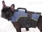 Dog harness for small dogs like French bulldog, spaniels