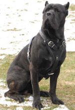 Agitation/Protection Leather Dog Harness for Cane Corso