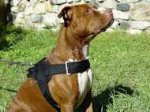 Nylon multi-purpose dog harness for tracking / pulling