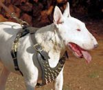 Spiked Leather Dog Harness - Deluxe Bull Terrier Dog Harness