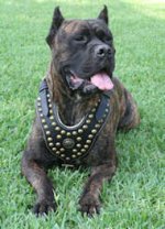 Royal Dog Harness - Exclusive Design Studded Leather Harness