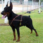 Tracking/Pulling Leather Dog Harness- Doberman harness