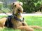 Luxury handcrafted dog harness- Airedale Terrier