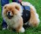Chow Chow Vest - Dog Harness for Chow Chow H13