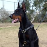 Luxury handcrafted dog harness-doberman