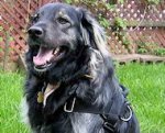 Leonberger dog harness - Nylon dog harness for wallking
