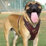 Exclusive Luxury Handcrafted Padded Leather Harness for Bullmastiff