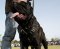 Italian mastiff harness Leather Dog Harness- Big dog harness