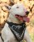 Bull Tterrier Design leather dog harness- Hand painted harness
