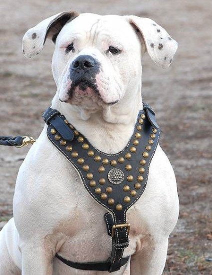 Royal Dog Harness-Exclusive Design Studded Leather Harness-AmBu