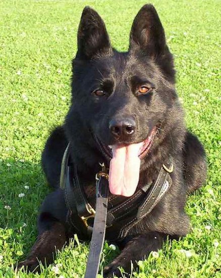 Belgian Sheepdog Exclusive Luxury Handcrafted Padded