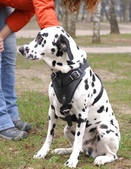 Dalmatian Leather Dog Harness- best dog harness for Dalmatian