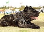Tracking/Pulling Leather Dog Harness for Cane Corso