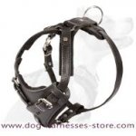 Alaskan Malamute walking Leather Dog Harness- Malamute harness