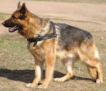 Tracking/Pulling Leather Dog Harness - German Shepherd