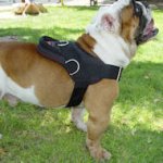 Nylon dog harness for bulldog-Nylon multi-purpose dog harness