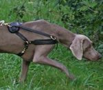 Weimaraner dog harness- Tracking,Sled Leather Dog Harness -