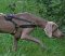 Weimaraner dog harness- Tracking,Sled Leather Dog Harness -