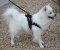 American Eskimo Nylon multi-purpose dog harness for walking