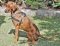Rhodesian Ridgeback Pulling/Tracking Leather Dog Harness