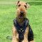 Exclusive Luxury Handcrafted Padded Leather Dog Harness-Airedale