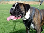 boxer dog harness