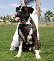 Agitation/Protection Leather Dog Harness-Boxer