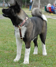 Akita dog harness, Siberian Husky harness for walking/training/tracking