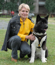 Akita walking dog harness Siberian Husky