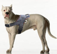 Dogo Argentino dog harness