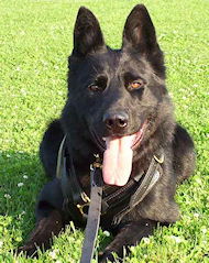 Belgian Sheepdog Exclusive Luxury Handcrafted Padded