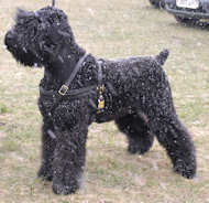 Tracking/Pulling Leather Dog Harness- black terrier harness
