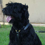 Luxury handcrafted dog harness- Black russian terrier