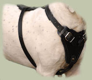 English Bull Terrier Dog Harness- Leather Dog Harness for BT