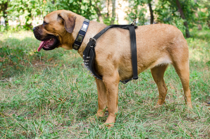 Handmade leather dog harness for Bullmastiff