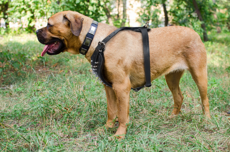 Custom Leather Dog Collar for CANE CORSO - Designer Dog Collar : Mastiff  Breed: Harnesses, Muzzles, Collars, Leashes, Bite Tugs and Toys