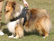 Nylon multi-purpose dog harness for tracking/pulling Collie