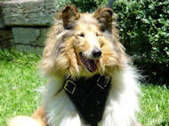 collie dog harness