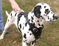Dalmatian dog harness for dog training