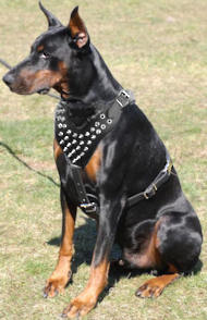 Doberman Pinscher spiked dog harness