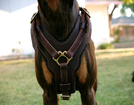 Exclusive Handcrafted Padded Leather Dog Harness for Doberman